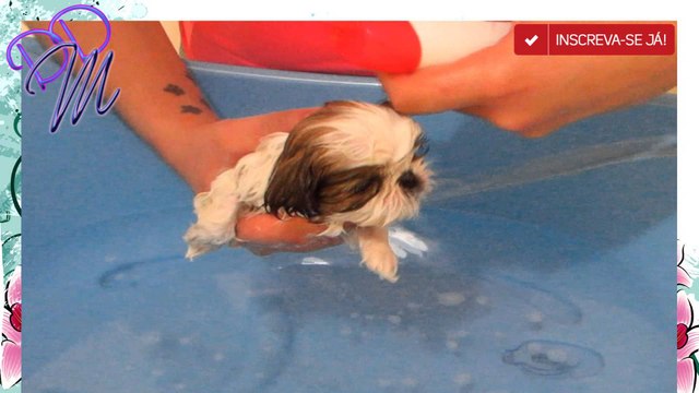 Como dar Banho em Filhotes - Shih tzu, Maltes, Lhasa Apso e etc