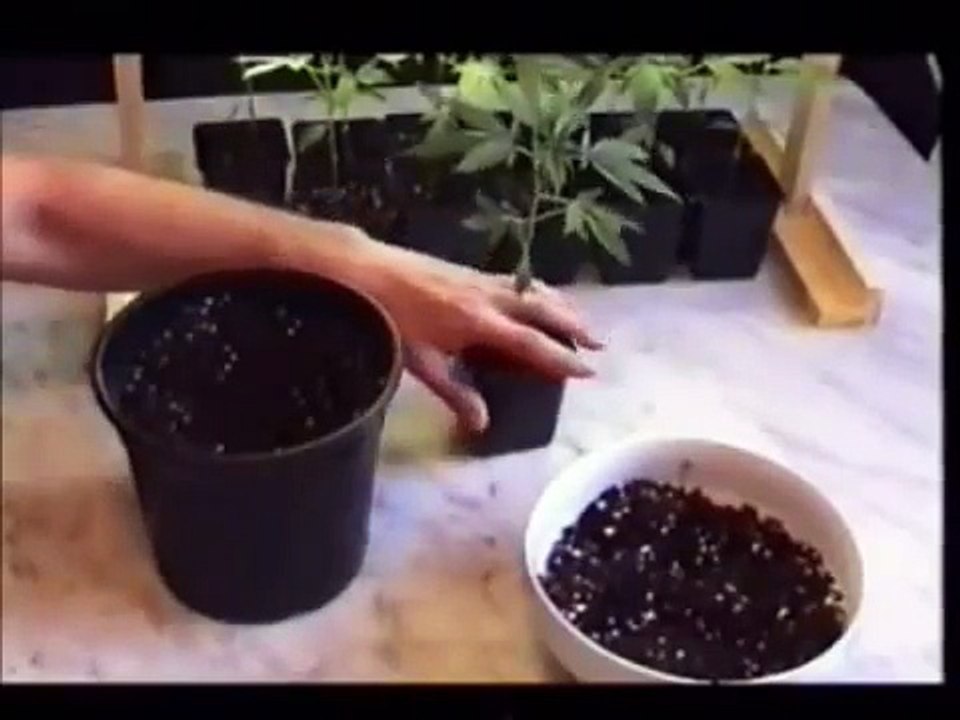 Complete Easy Marijuana Growing Video Guide