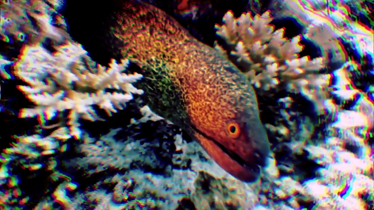 Tipografia #1 Maffalda - Tremendo Vacilão (Original Mix)