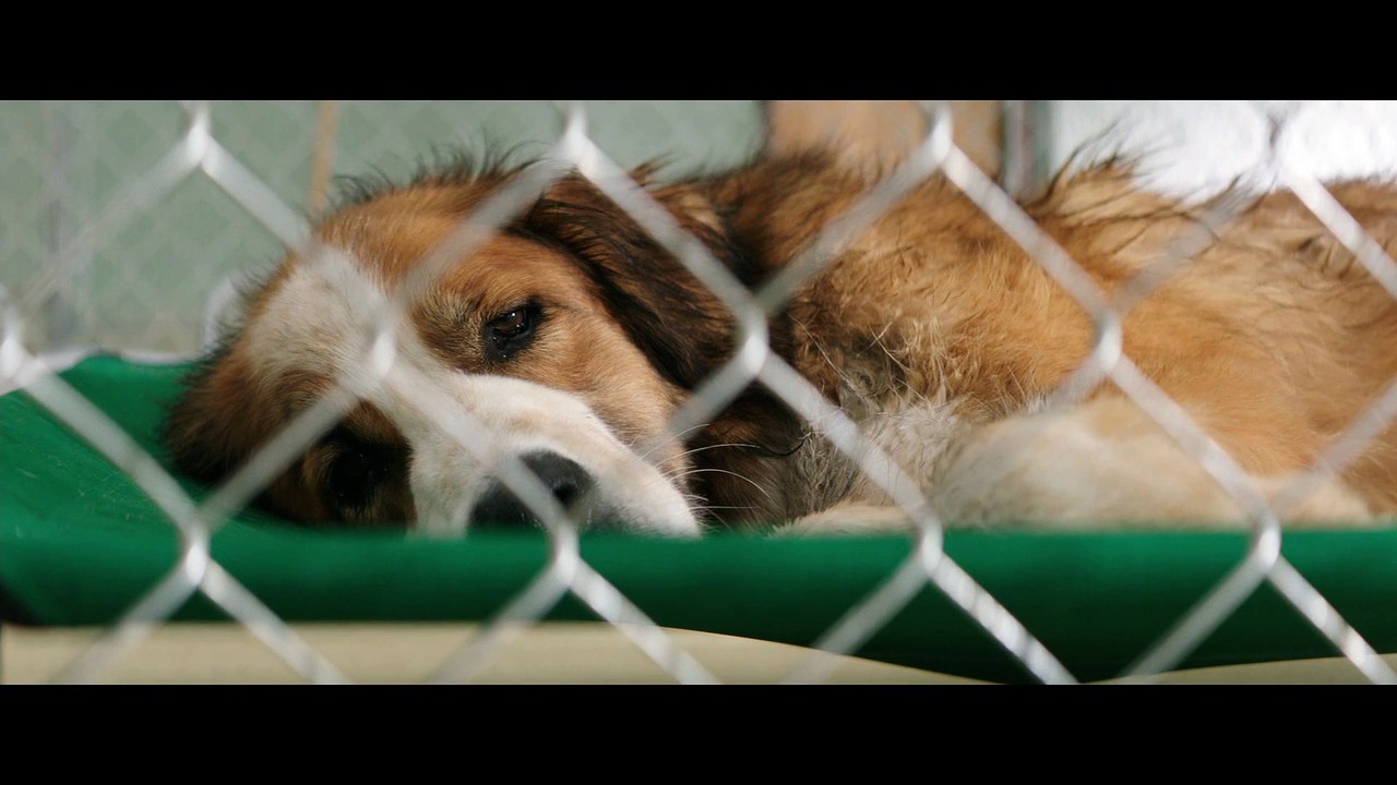 A Dog s Purpose Ethan Finds Bailey at the Pound