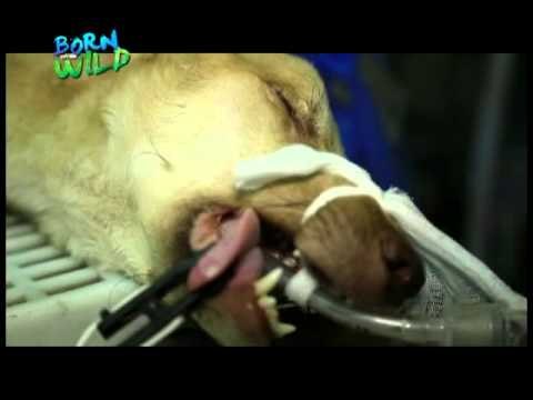 Doc Ferds Recio helps out Hachico