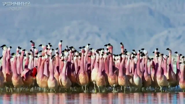 BEST COUB Лучшее приколы за январь 2017 #219 - Лучшее видео в COUB