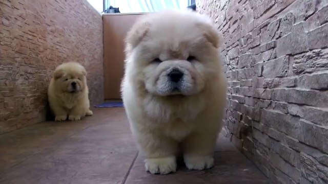 Просто милота для души