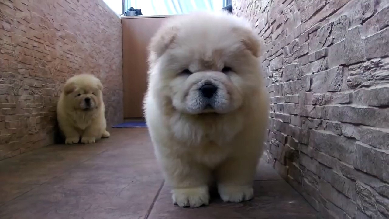 Просто милота для души