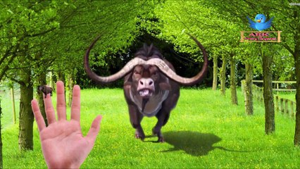 Finger Family Rhymes for Children Deer Buffalo Cartoon | Finger Family Children Nursery Rhymes