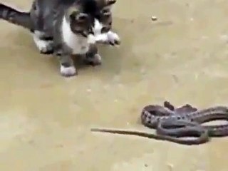 Неравный бой змеи с котом! Приколы с животными