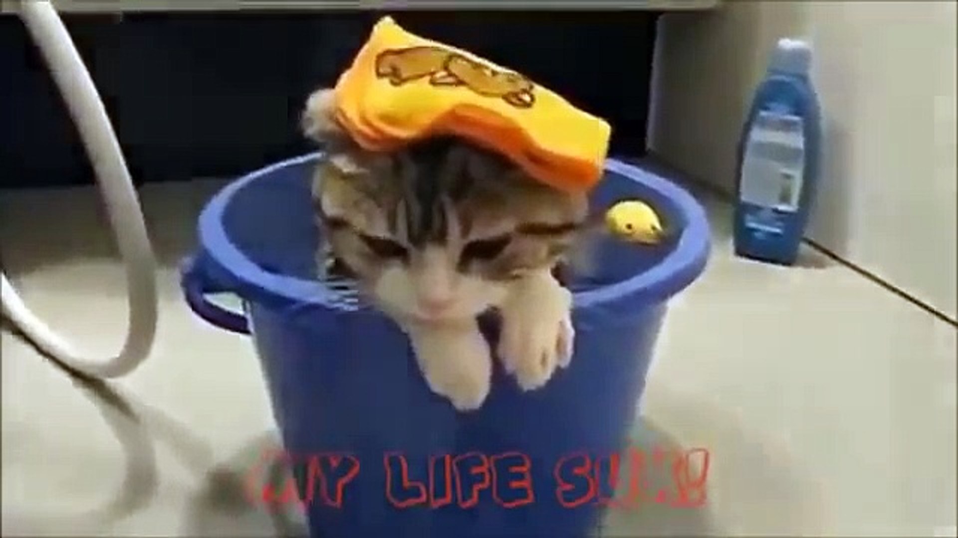 ⁣Коты   ржачные животные