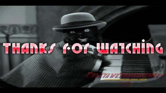 Котэ играет на пианино Приколы животные Наверно коты это пьянные животные