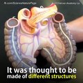 Mesentery: Scientists discover new organ in digestive system