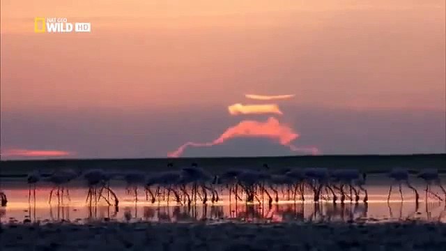 Дикая Калахари Бесплодная Пустиня Как Выживают Животные! Фильм Nat Geo Wild