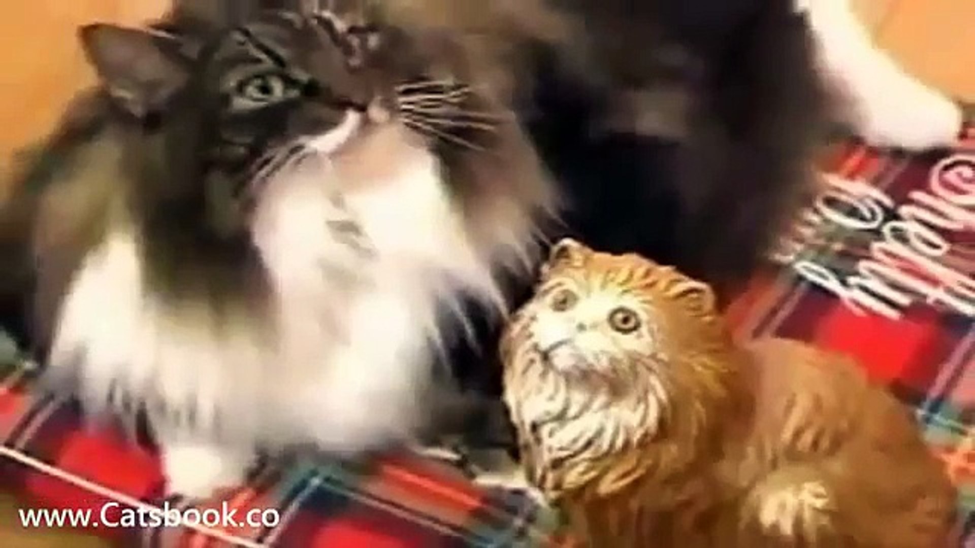 ⁣Коты   гиганские животные