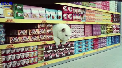 Coub Вести Лучшее в Coub 2017 ПРИКОЛЫ Винни Кот