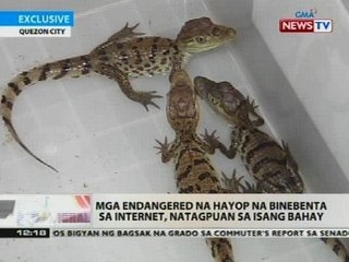 BT: Mga endangered na hayop na binebenta sa internet, natagpuan sa isang bahay