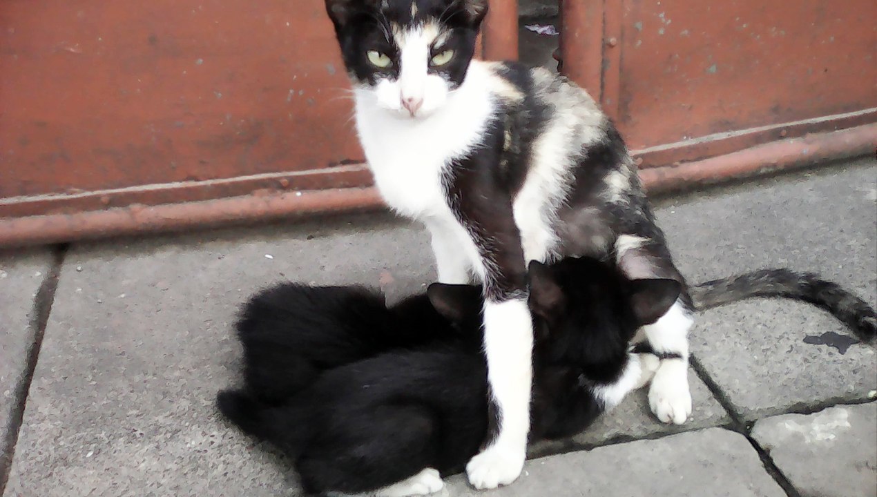 Cat Milk