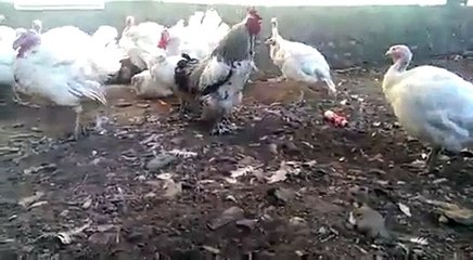 наказал Лучшие Приколы 2016 2017