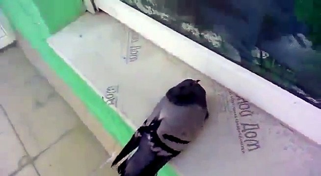 Фотогеничный мёртвый голубь