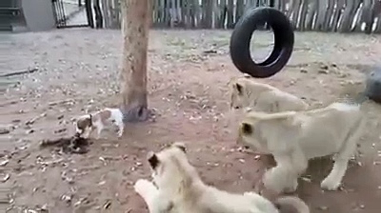 Very Funny Whatsapp Video (1)