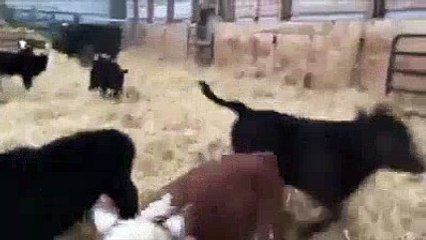 What Are They Doing Baby Calf's Jumping