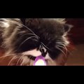 'Cat gets Brain Freeze' - funny cats - YouTube