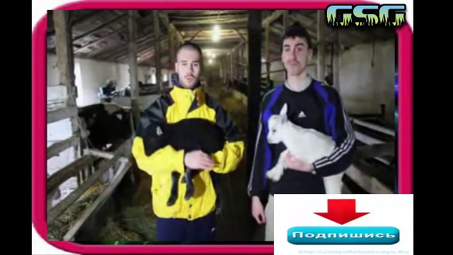 Крутые пацаны с сан тропе СТАСИ