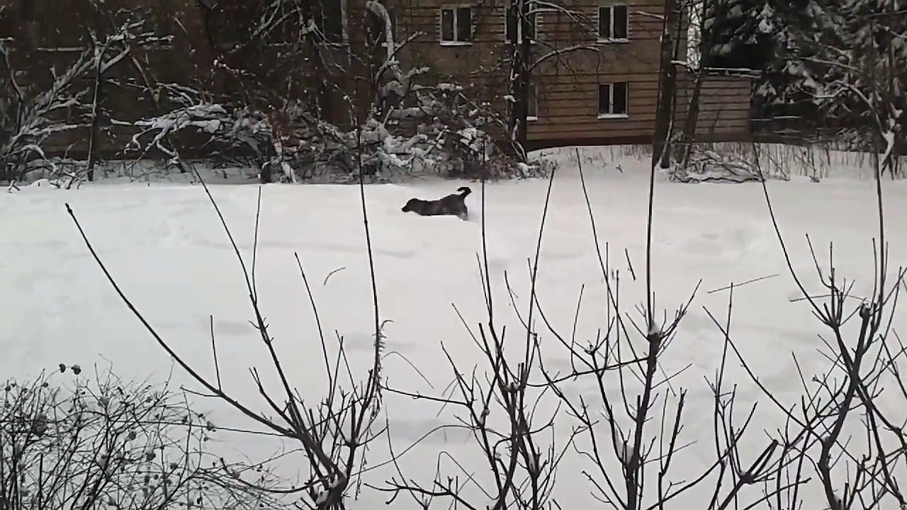 Цезарь