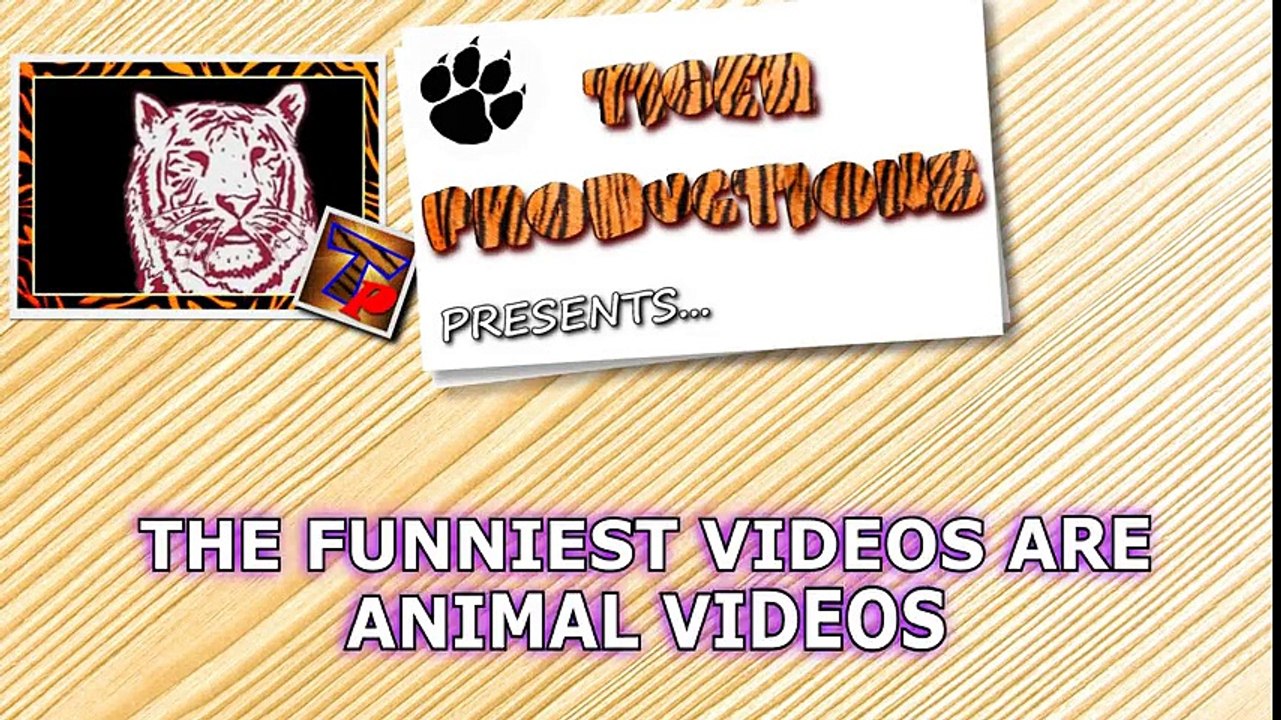 Animal videos are the funniest videos - Funny animal compilation
