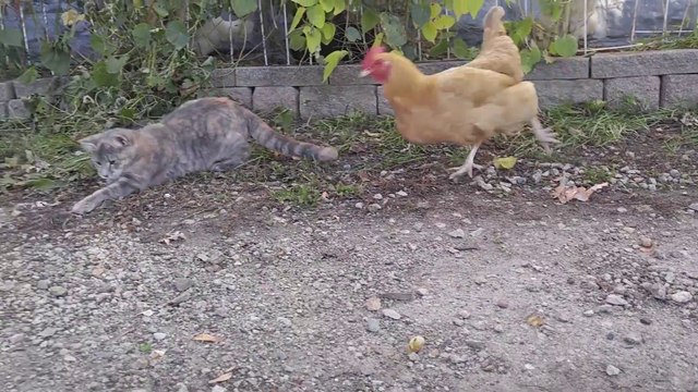 Une poule vient voler la souris à un chat... Ahahha