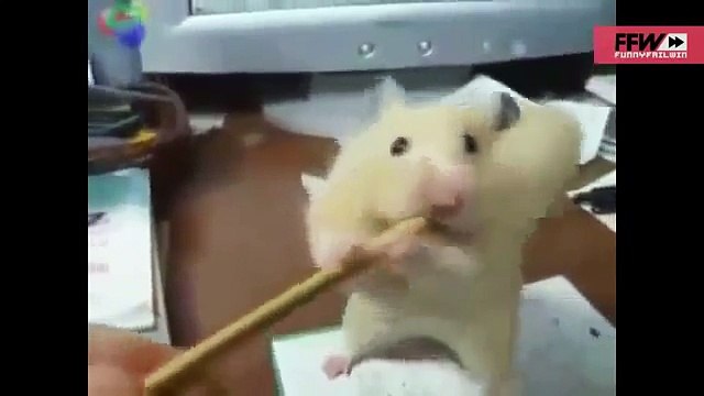 Сборник приколов с животными Кот напугал собаку Супер приколы про животных Февраль 2014