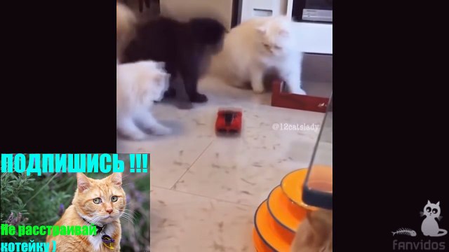 СМЕШНЫЕ КОТЫ ПРИКОЛЫ С КОТАМИ ТОПовая подборка 2016 ПРИКОЛЫ С КОШКАМИ FUNNY CATS Смешные моменты