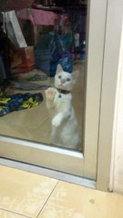 Laisse-moi entrer aller......