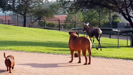 Ce petit chien veut jouer avec une antilope !