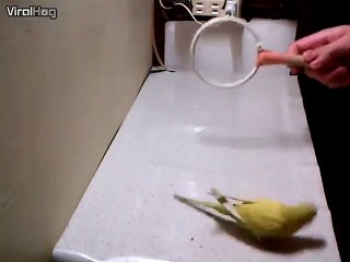 Cette perruche enchaine les tricks... Quel talent et intelligence