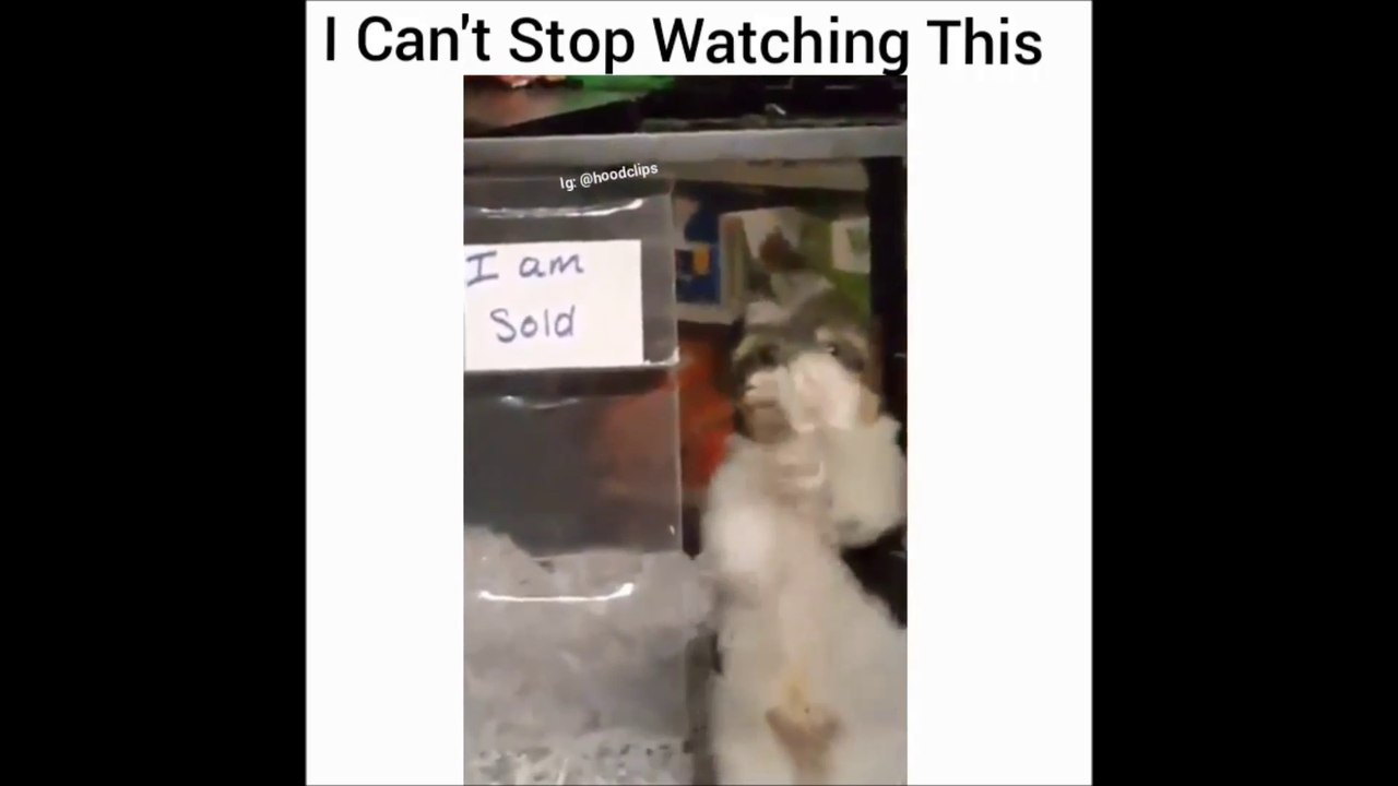 I Can't Stop Watching this Cute Little Puppy Dancing