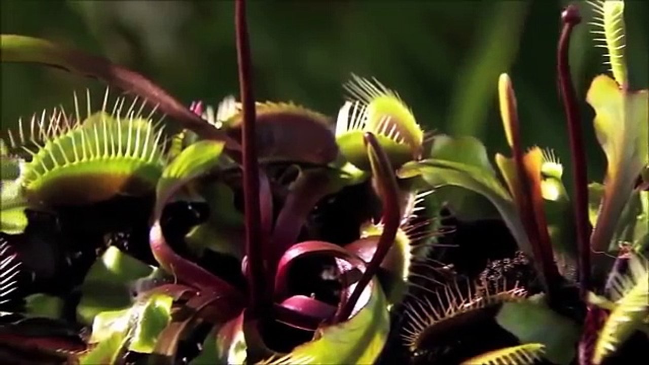 SCIENCE & NATURE - DOCUMENTARY HD