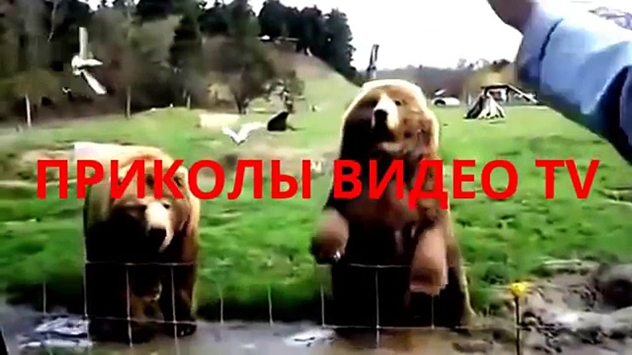 Приколы.Кот на тапке мчится.