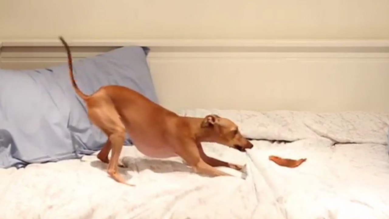 Une petite chienne s'excite en voyant une tranche de patate douce