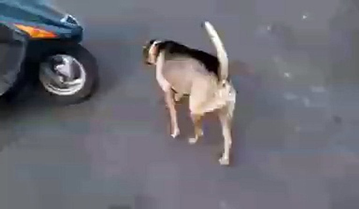 Awesome dog