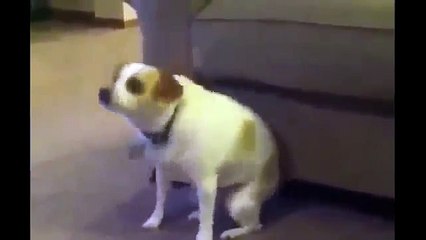 Прикольные видео С Животными 1