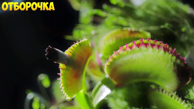 ЛУЧШИЕ ПРИКОЛЫ 2016 МАЙ Самые смешные приколы за июнь 2016