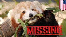 Panda merah lucu hilang dari Kebun Binatang Virginia - Tomonews