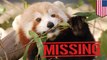 Panda merah lucu hilang dari Kebun Binatang Virginia - Tomonews