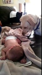 Что делает собака с ребенком? Нереально!