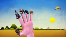 3d Animals Finger Family Nursery Rhyme | Tiger Bear Cheetah Chimpanzee