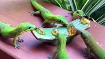 ПРИКОЛЫ НОВИНКИ.СВЕЖАЧОК 2016.ДЛЯ ВЗРОСЛЫХ ПРИКОЛЫ.Смешное видео