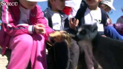 Soyu tükenmekte olan sevimli lemurlar çoğaldı