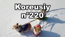 Koreusity n°220
