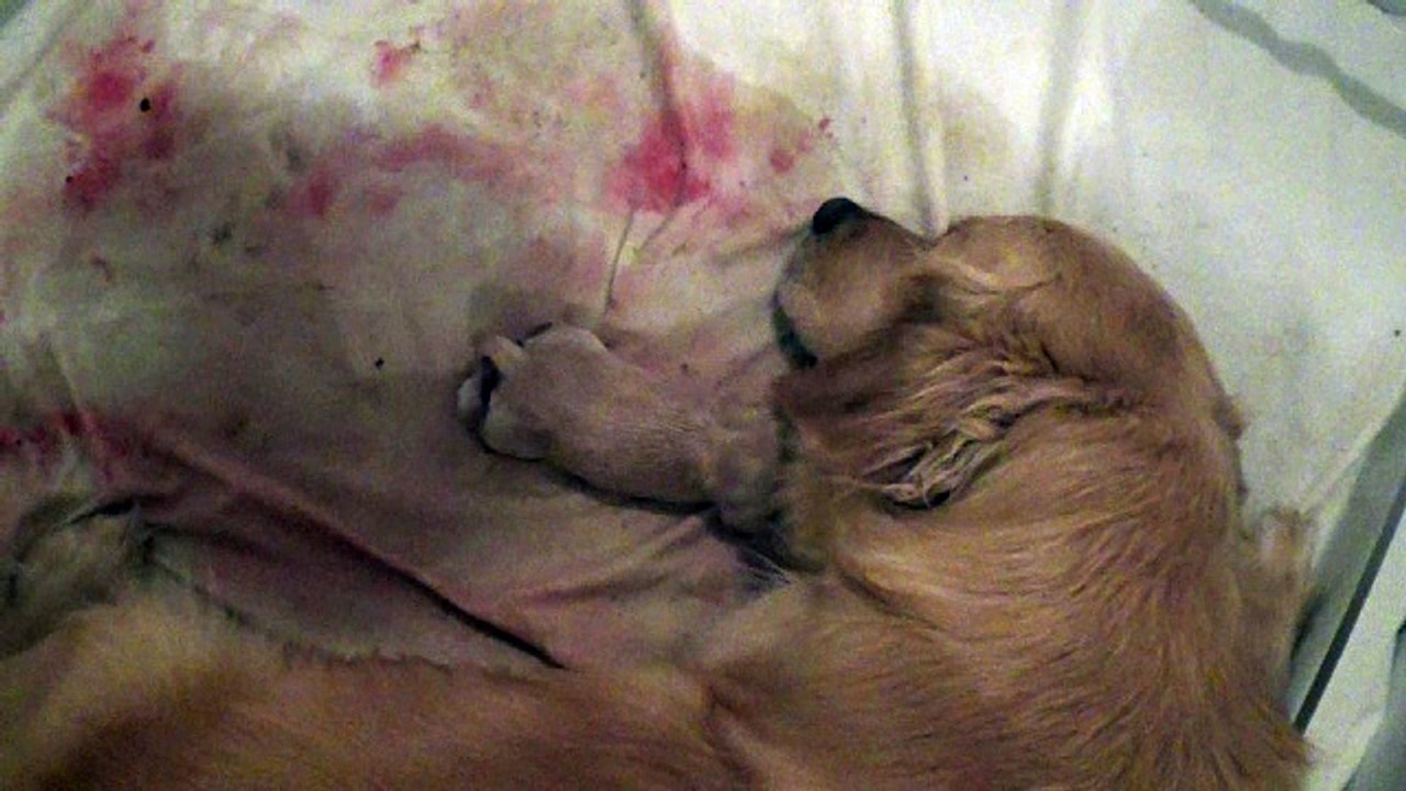 Chiot golden retriever
