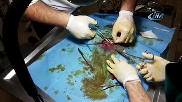 Avcıların yaraladığı baykuş tedavi edilip yeniden doğaya alındı