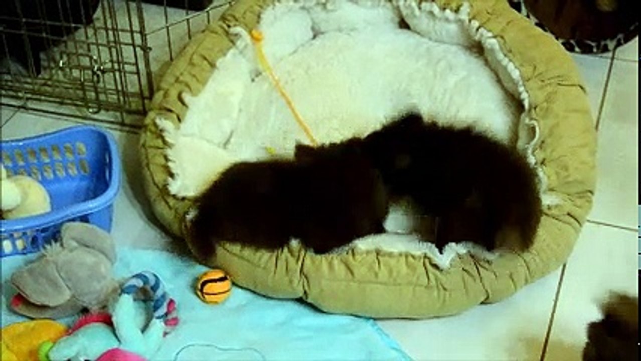 Morgan et Mike, 2 p'tits bouts de chocolat en pleine action