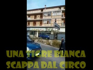 Monreale, Tigre Bianca scappa dal Circo e passeggia per la Città